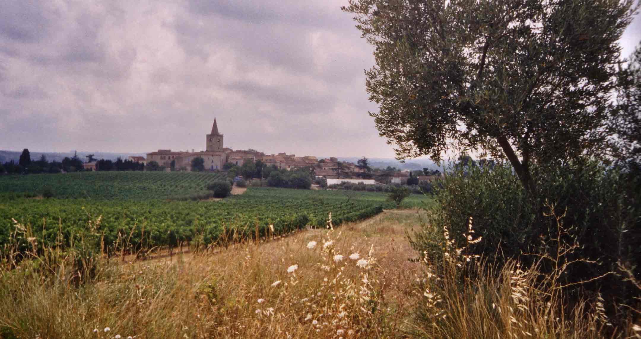 Wijngaard in idyllisch landschap juli 2003